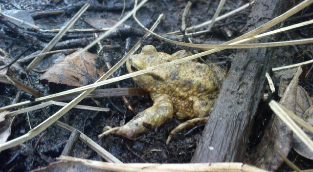 2009 Crapaudrome de Guiperreux 29